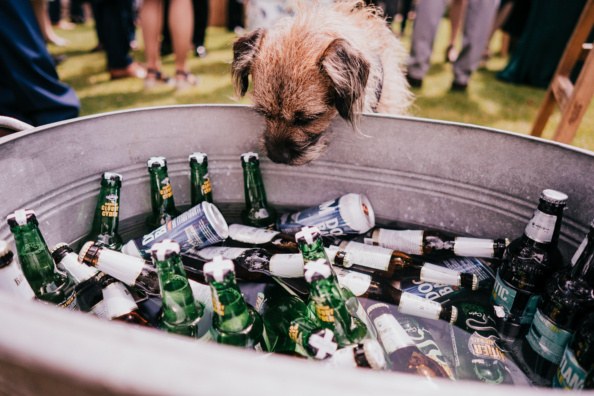 polhawn-fort-wedding-photography 6 – Alan Law Photography A dog eyes up the alcohol at Polhawn Fort.